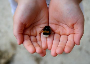 Scientists announce 6th mass extinction already here!