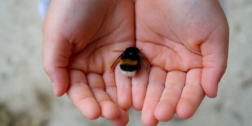 Scientists announce 6th mass extinction already here!