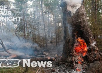 Shocking rise in CO2 and pollution from Siberian heatwave.