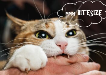 Spotlight bitesize 05-06-2021