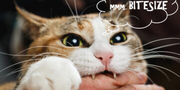 Spotlight bitesize 05-06-2021